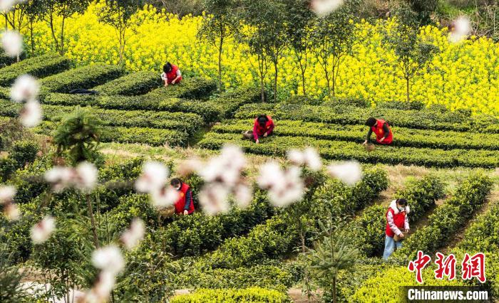 秭歸茶農在茶園采茶 向紅梅 攝