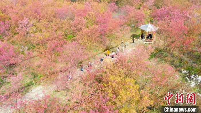 航拍安徽省長豐縣義井鄉(xiāng)櫻花園，30多萬株櫻花次第開放，游客在櫻花園中賞景。　高博 攝