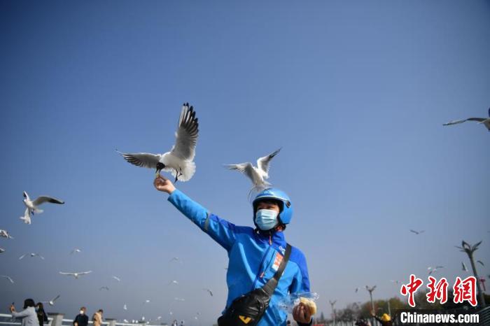 圖為外賣小哥投喂海鷗。劉冉陽 攝